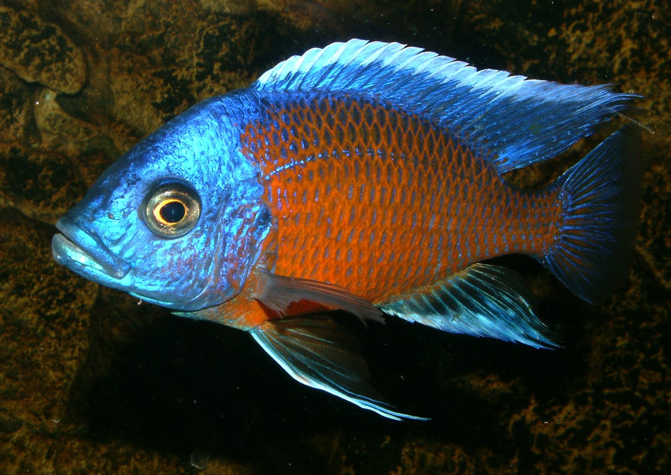 Copadichromis borleyi