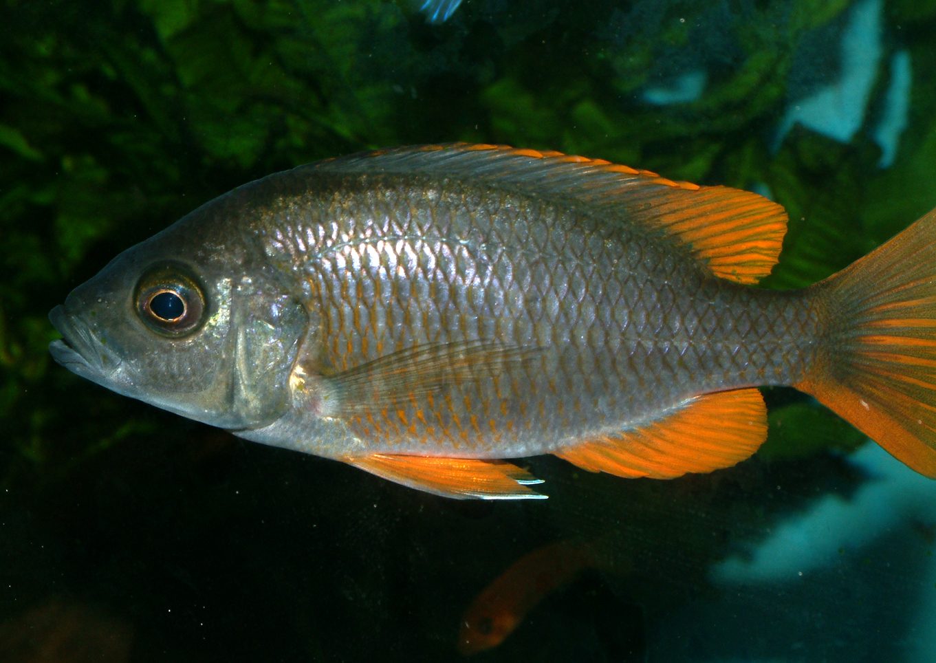 Copadichromis borleyi