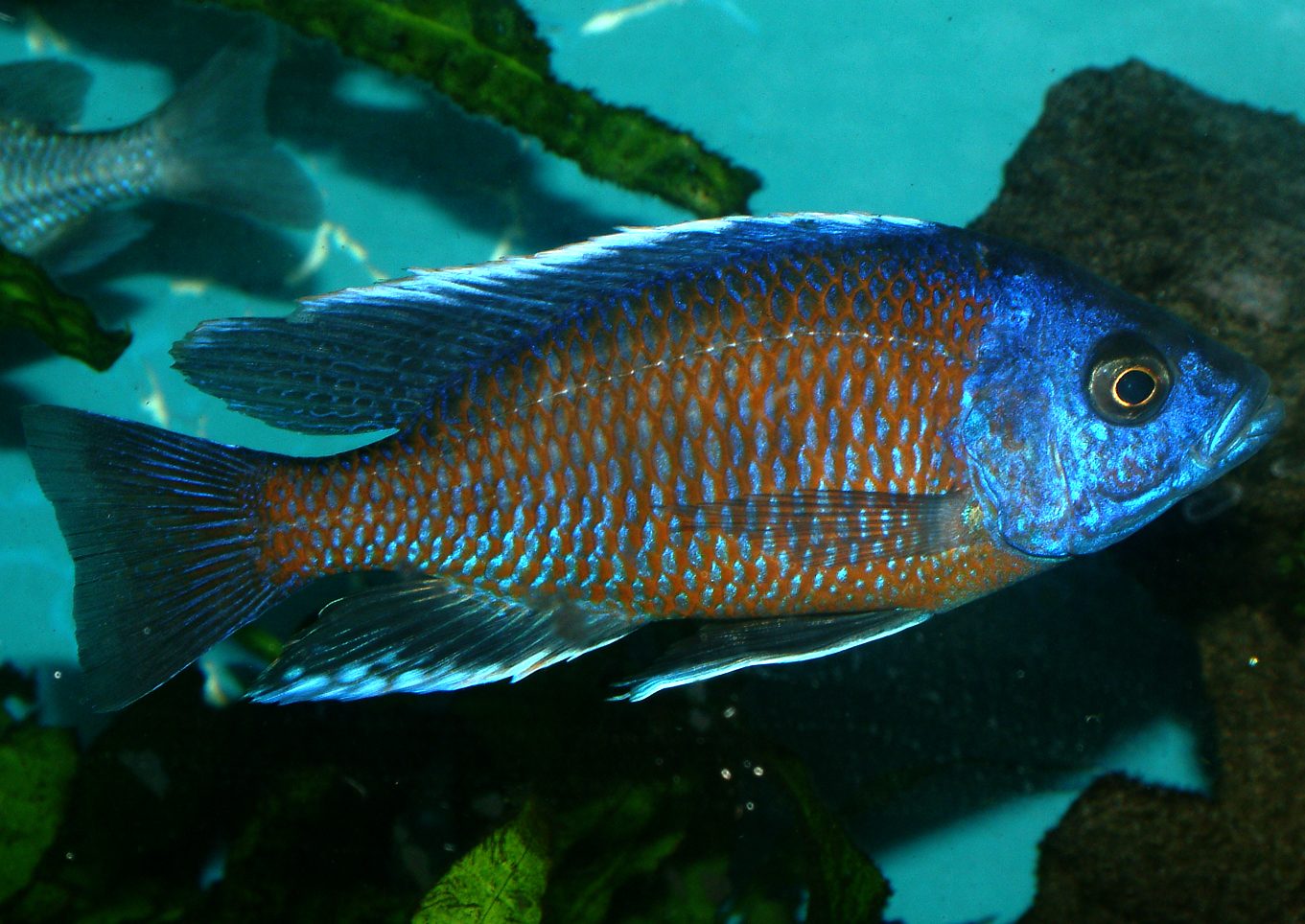 Copadichromis borleyi