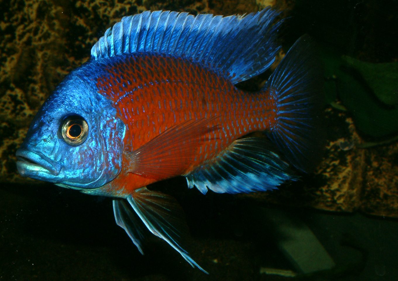 Copadichromis borleyi