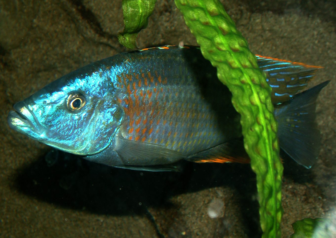 Dimidiochromis strigatus