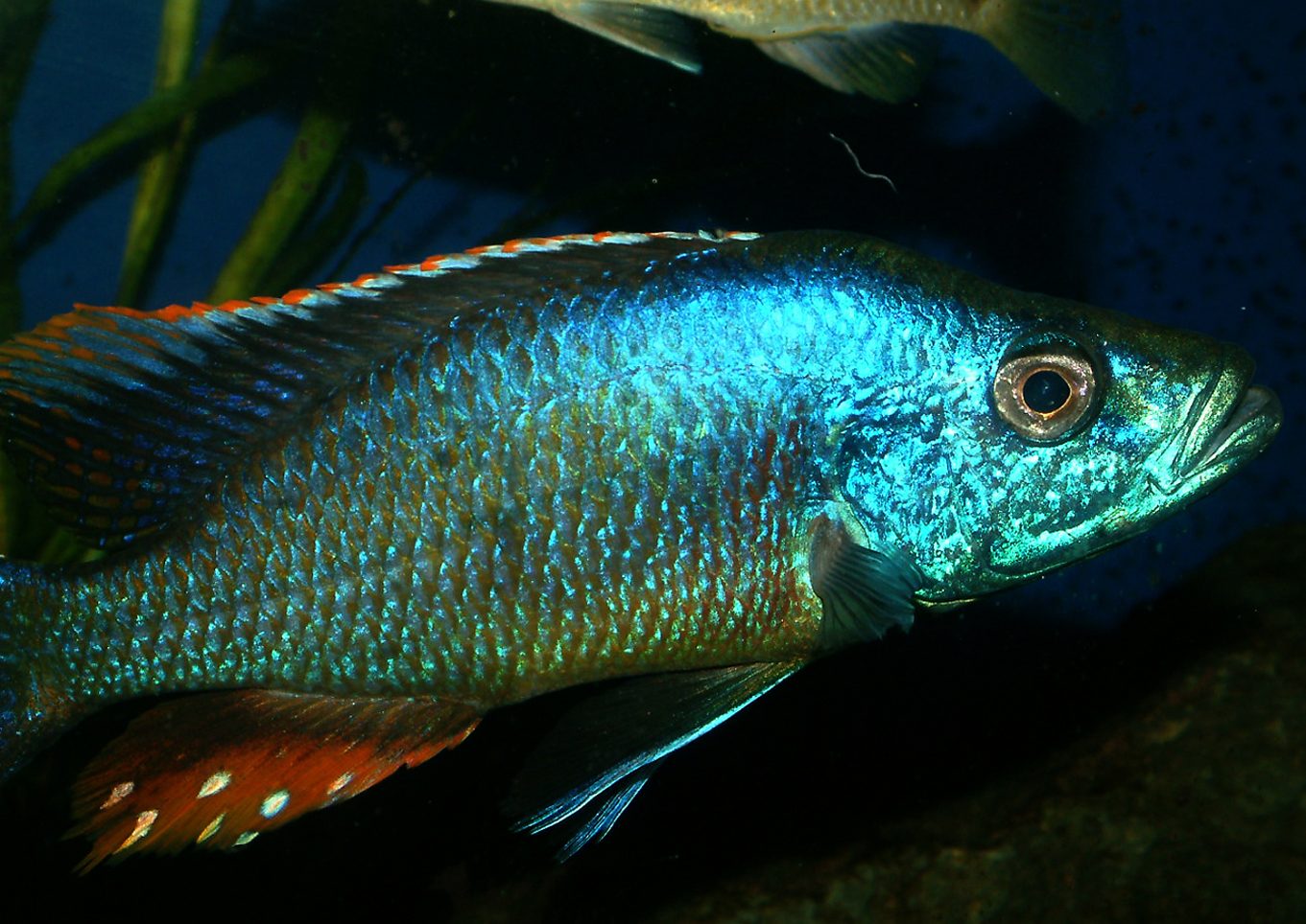 Dimidiochromis strigatus