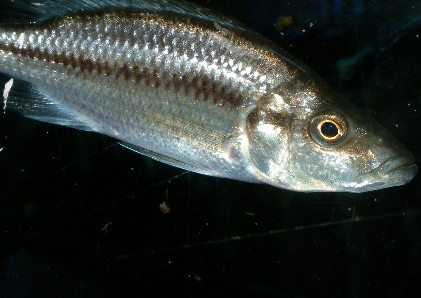 Dimidiochromis strigatus