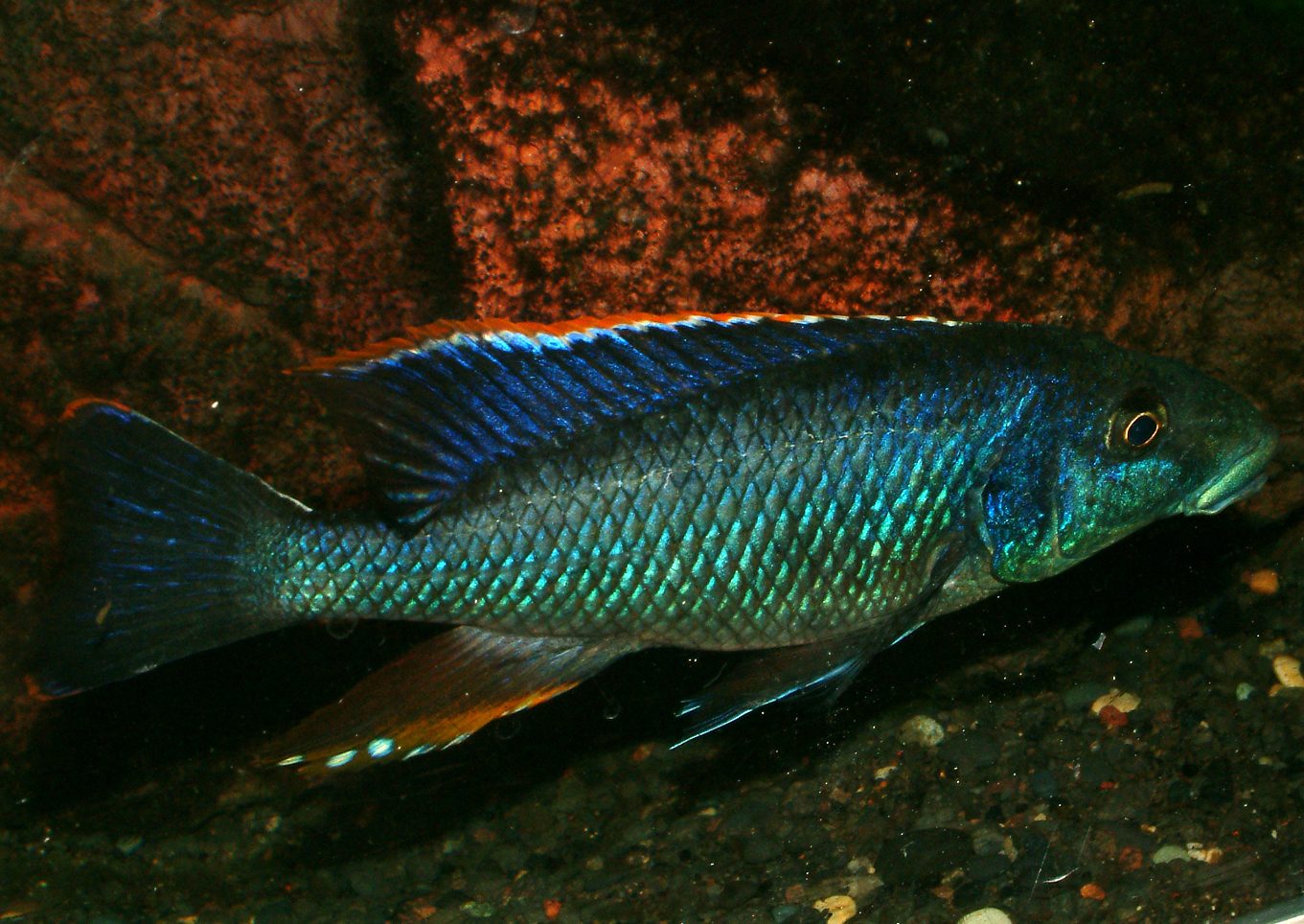 Nimbochromis linni