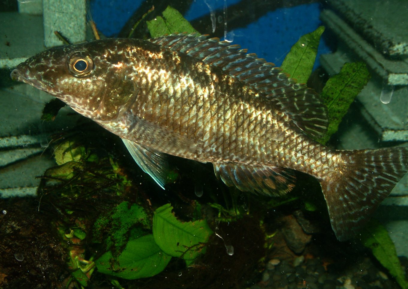 Nimbochromis linni