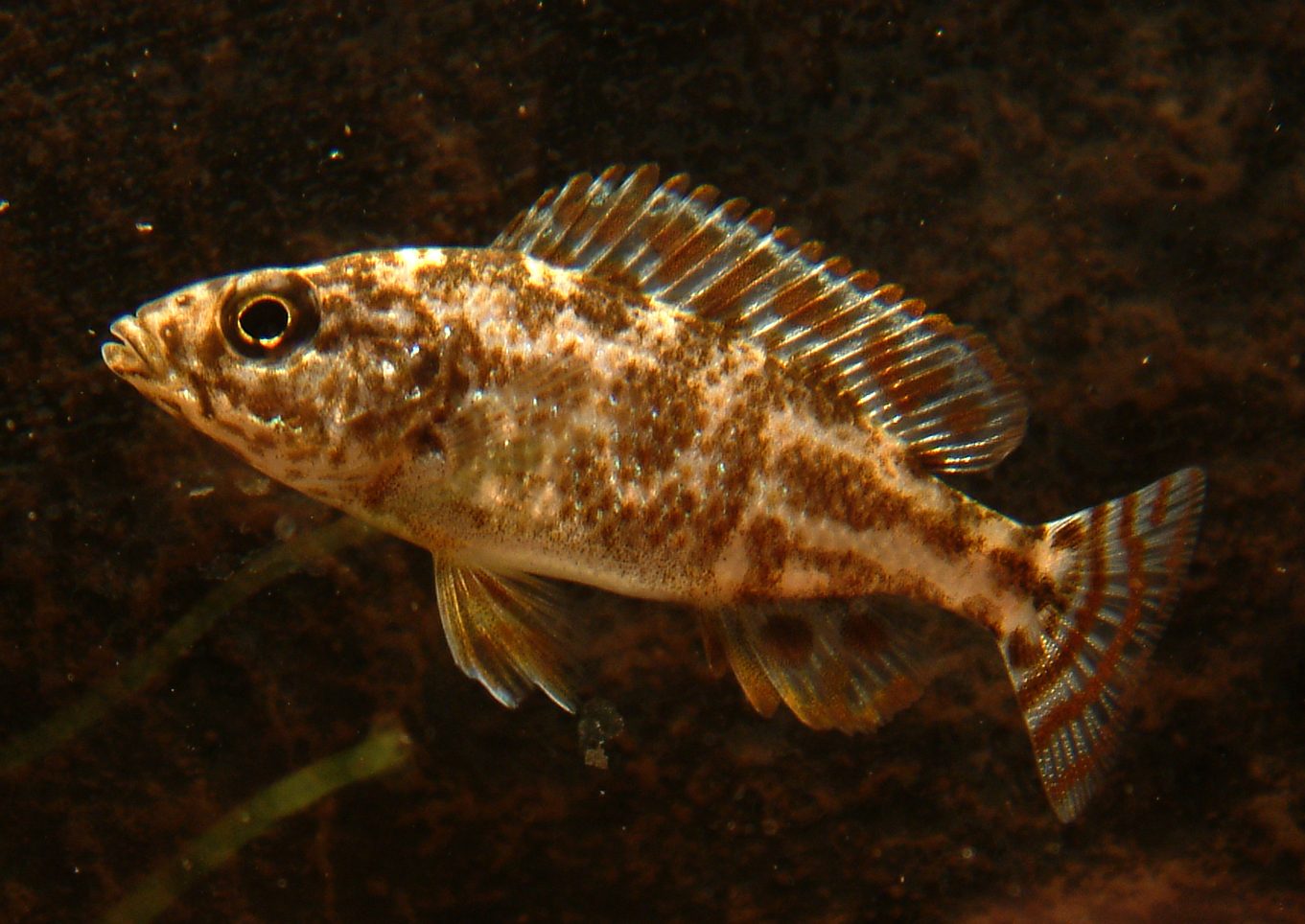 Nimbochromis linni