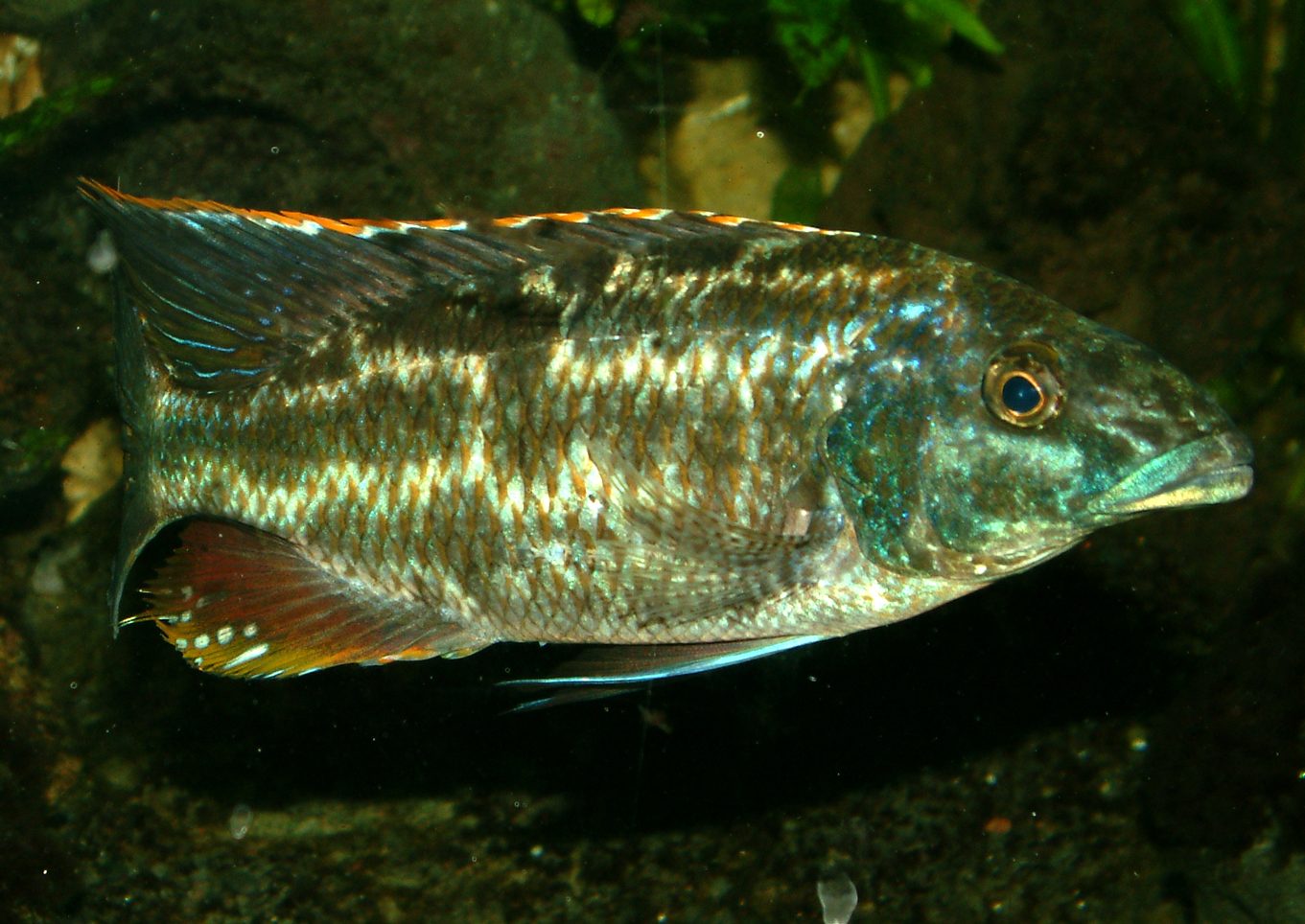 Nimbochromis linni