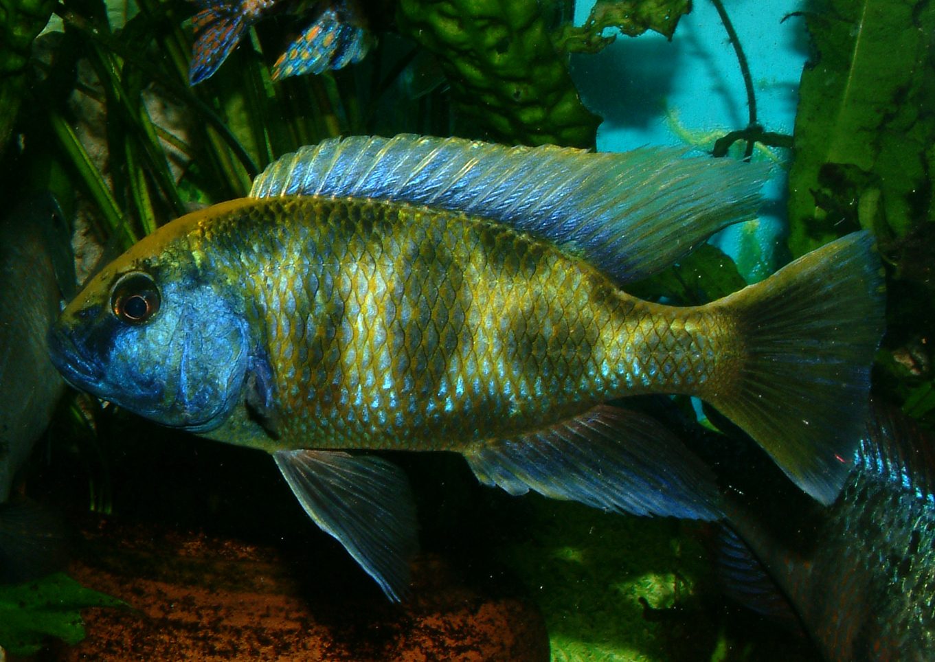 Nimbochromis venustus