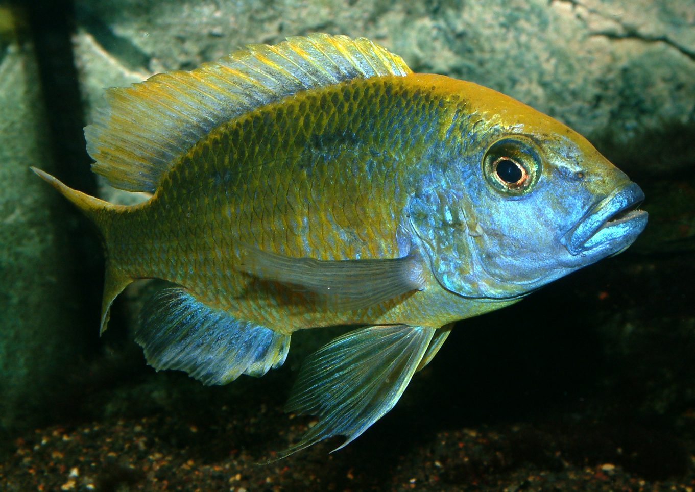 Nimbochromis venustus