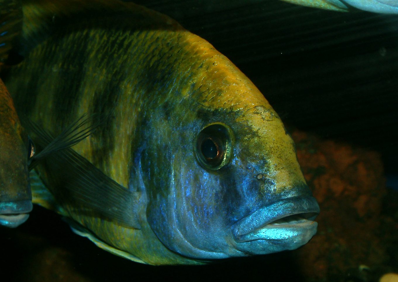 Nimbochromis venustus