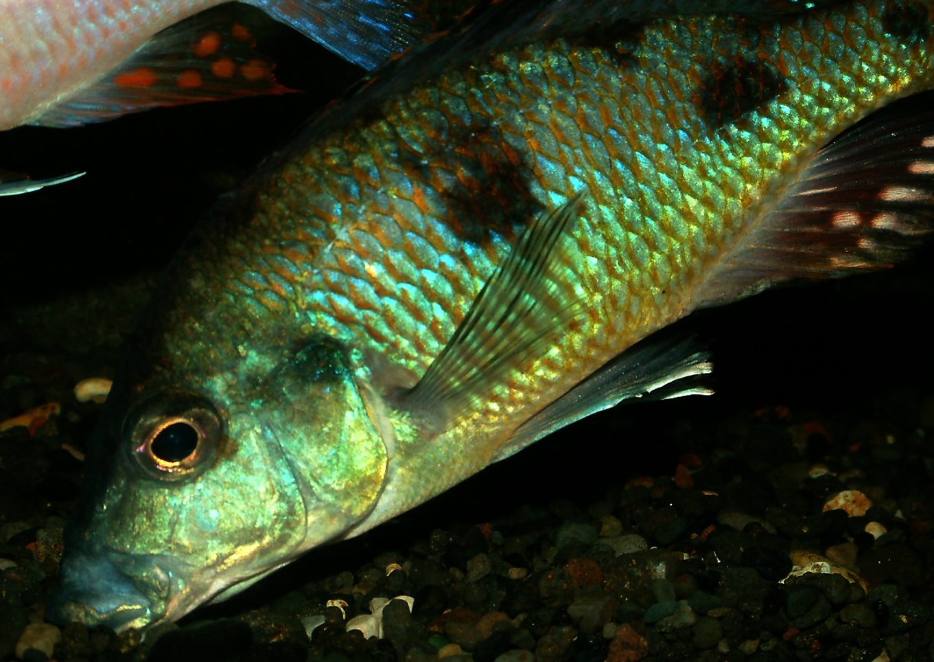 Otopharynx tetrastigma