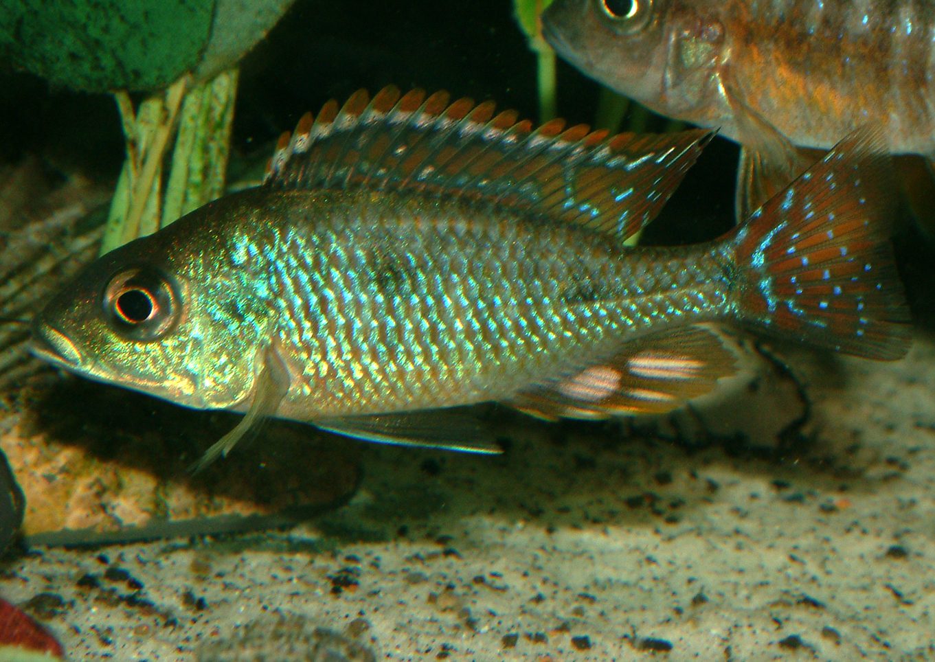 Otopharynx tetrastigma