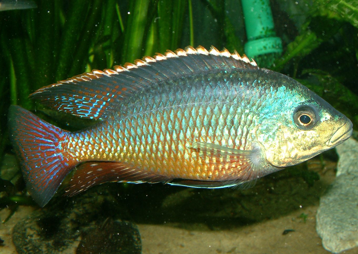 Otopharynx tetrastigma