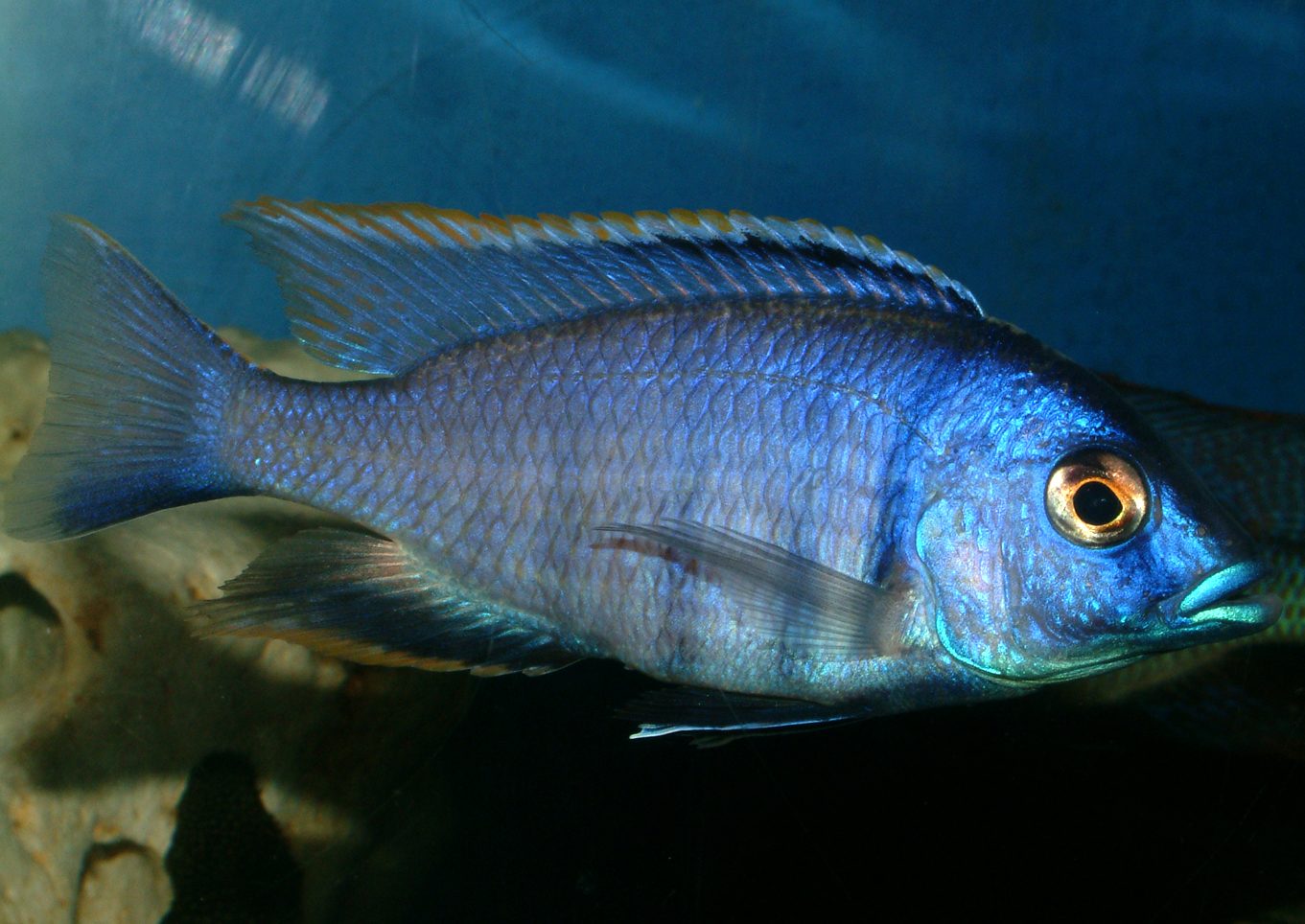 Placidochromis electra