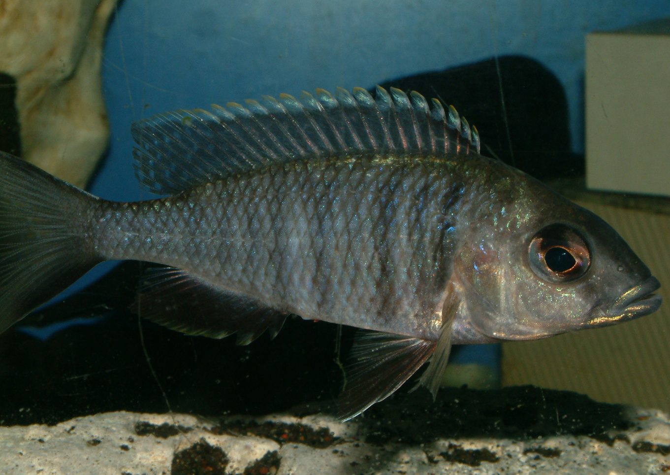 Placidochromis electra