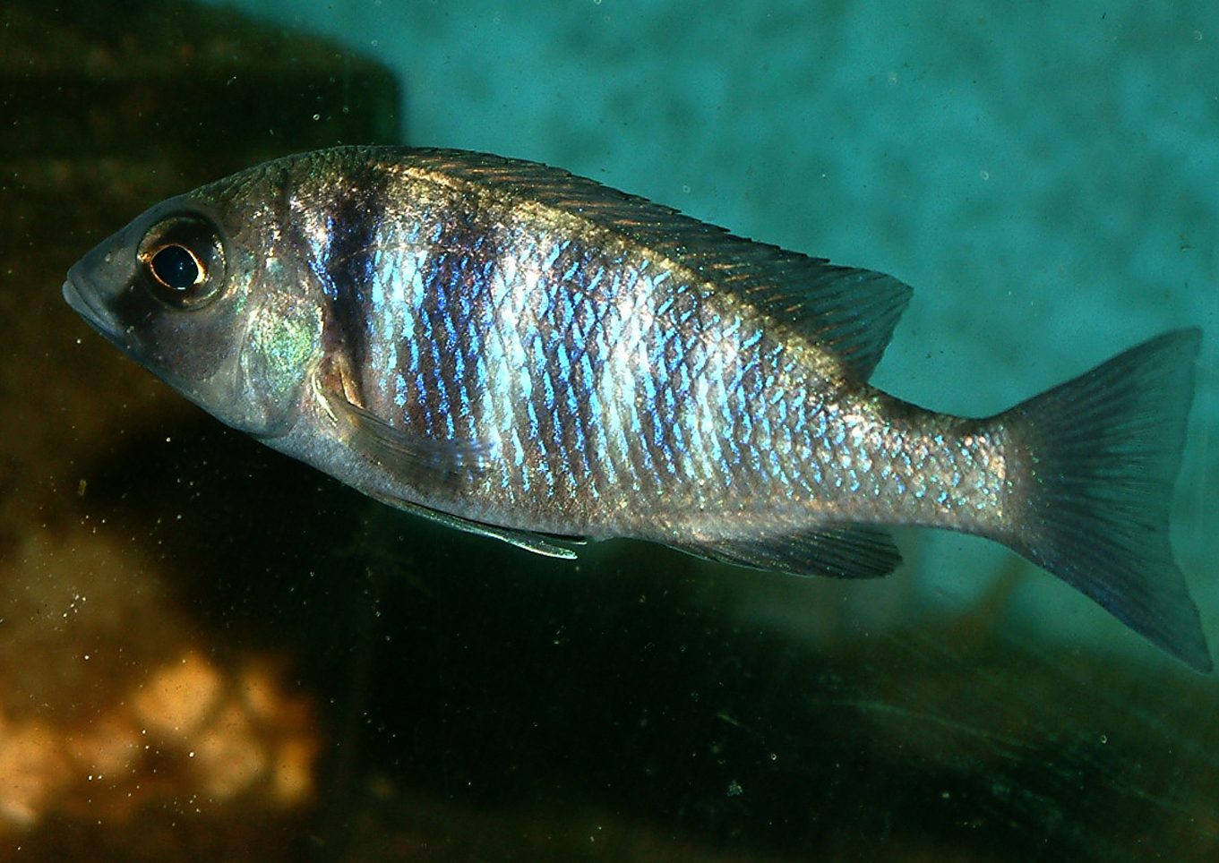 Placidochromis electra
