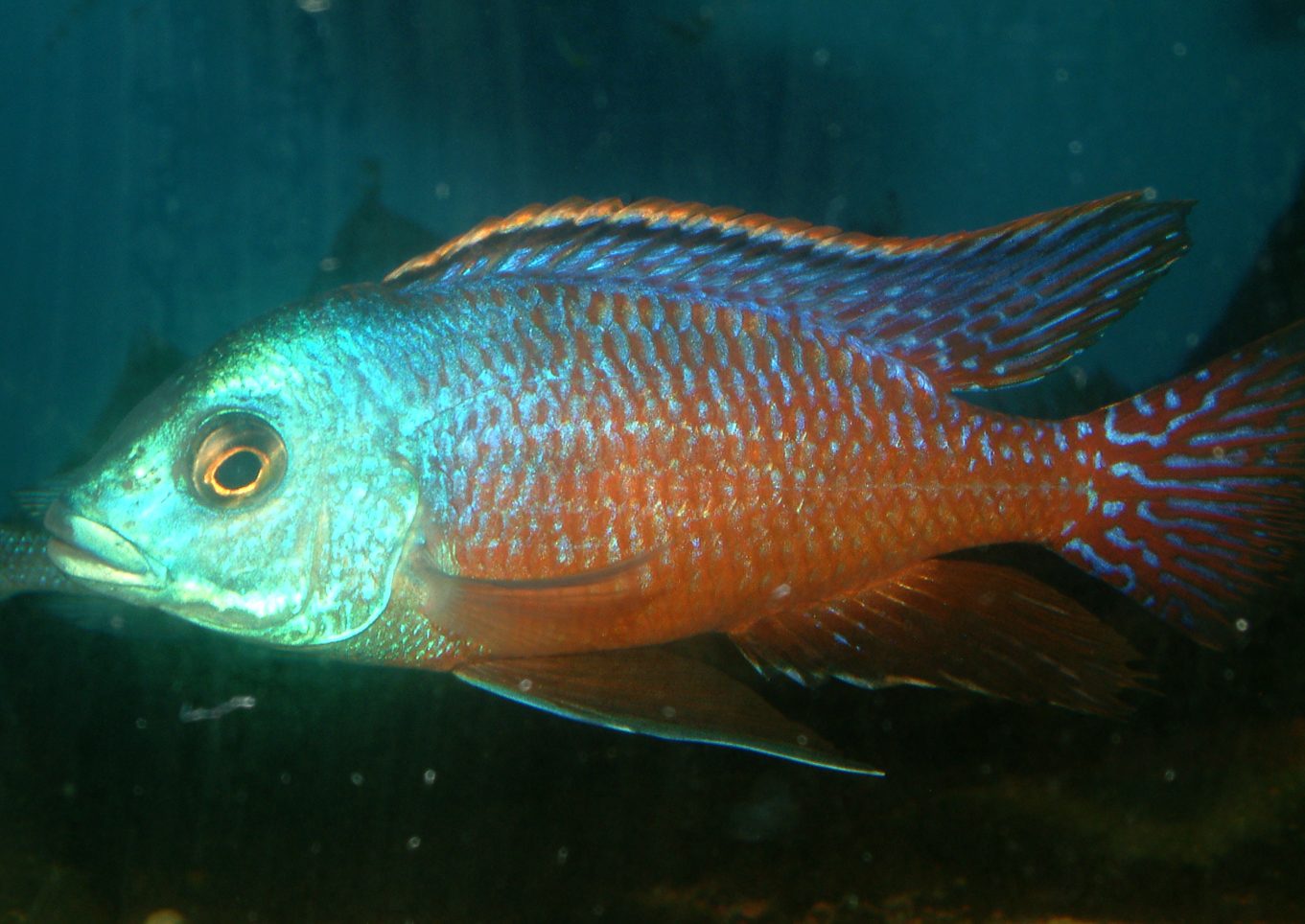Protomelas taeniolatus