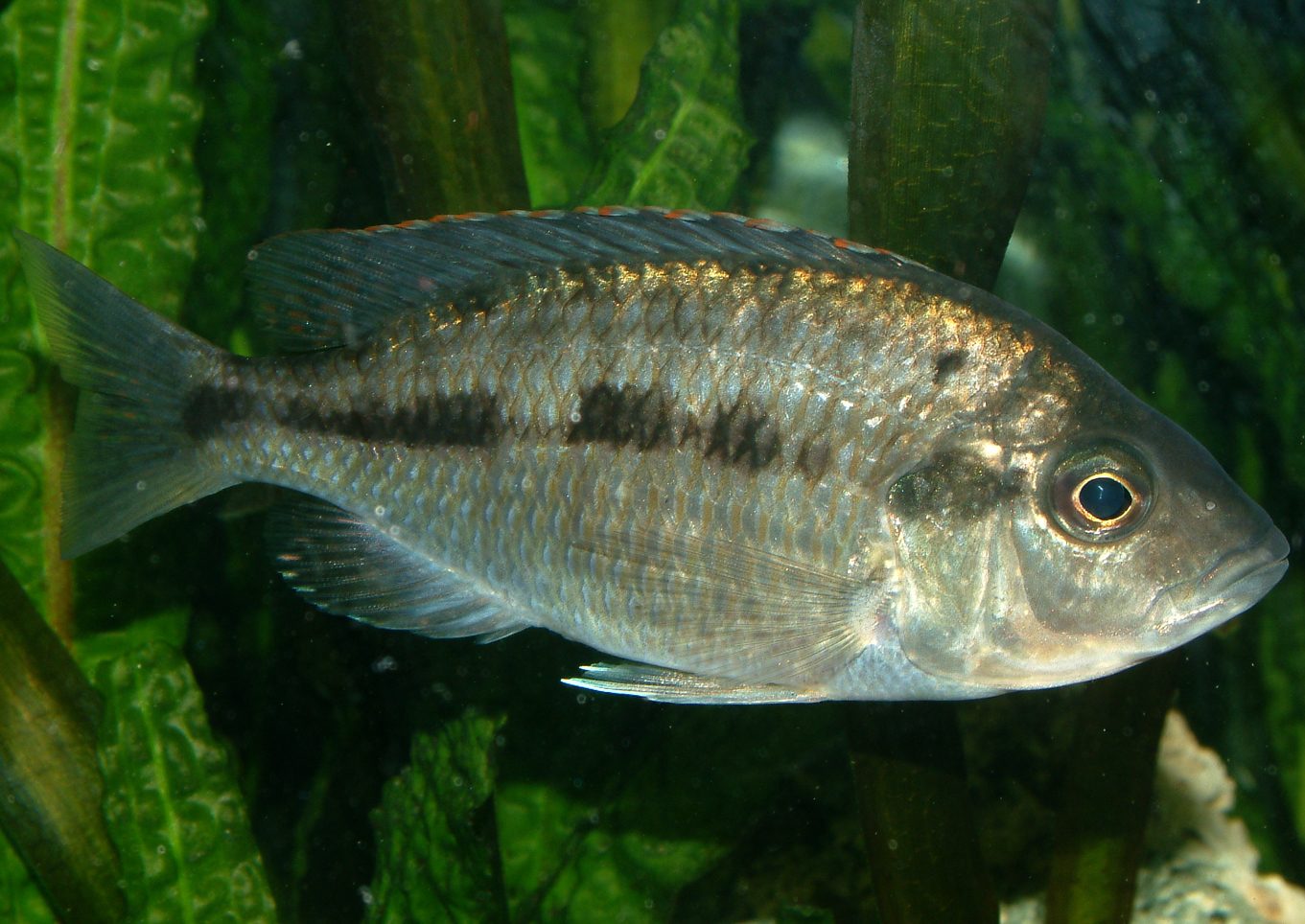 Protomelas taeniolatus