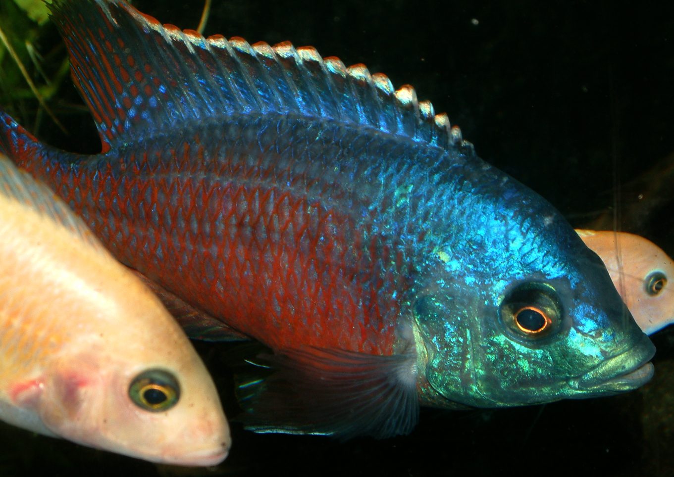 Protomelas taeniolatus