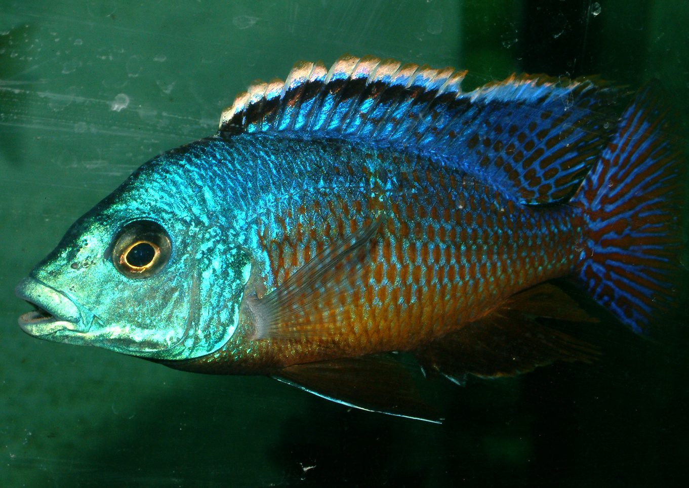 Protomelas taeniolatus