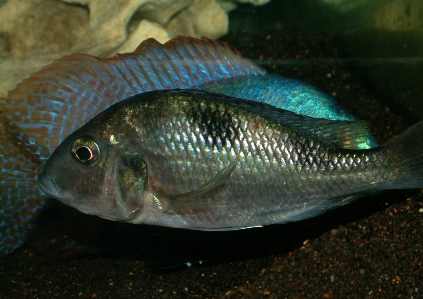 Trematocranus placodon