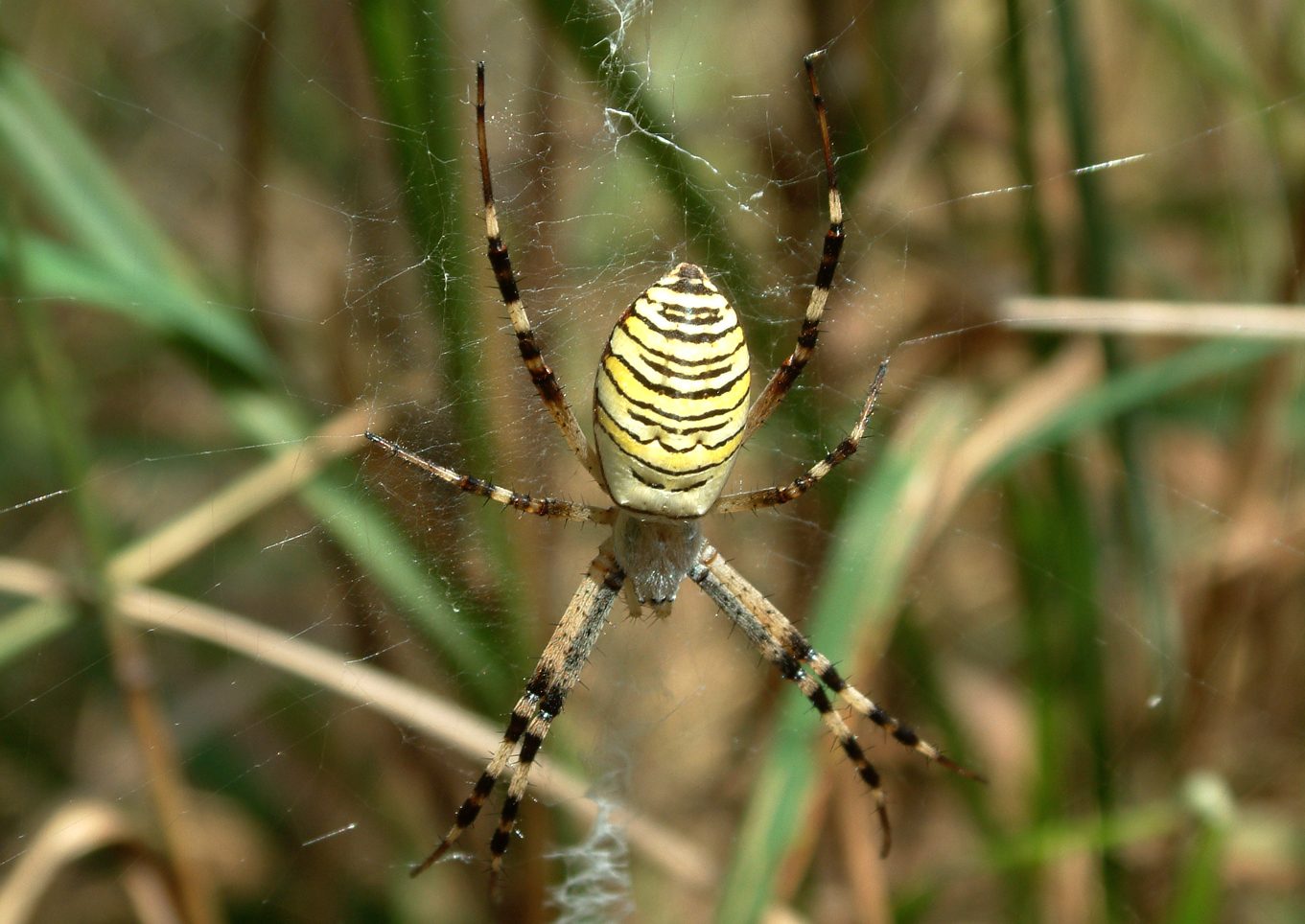 Argiope bruennichi