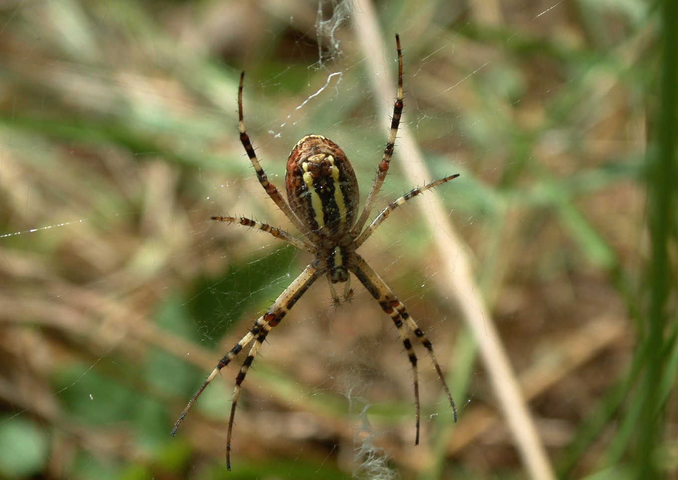 Argiope bruennichi
