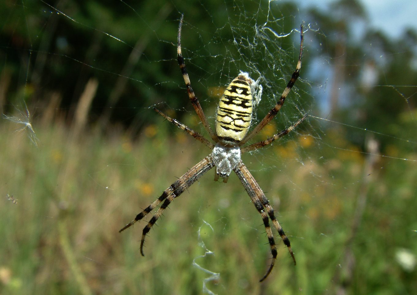 Argiope bruennichi
