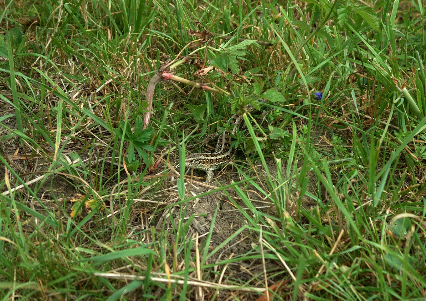 Lacerta agilis