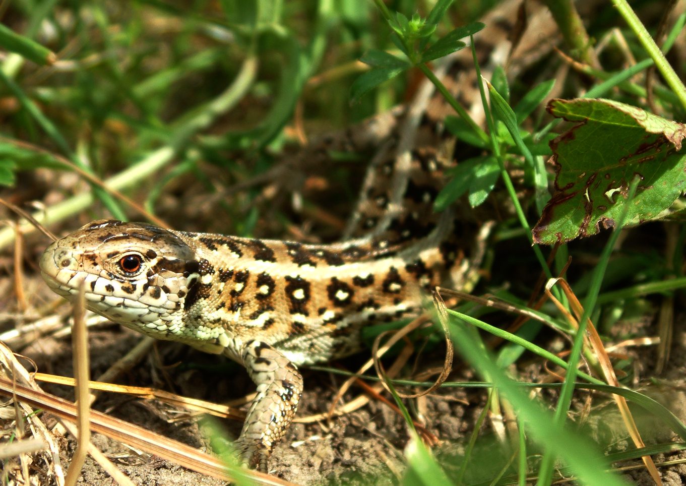 Lacerta agilis