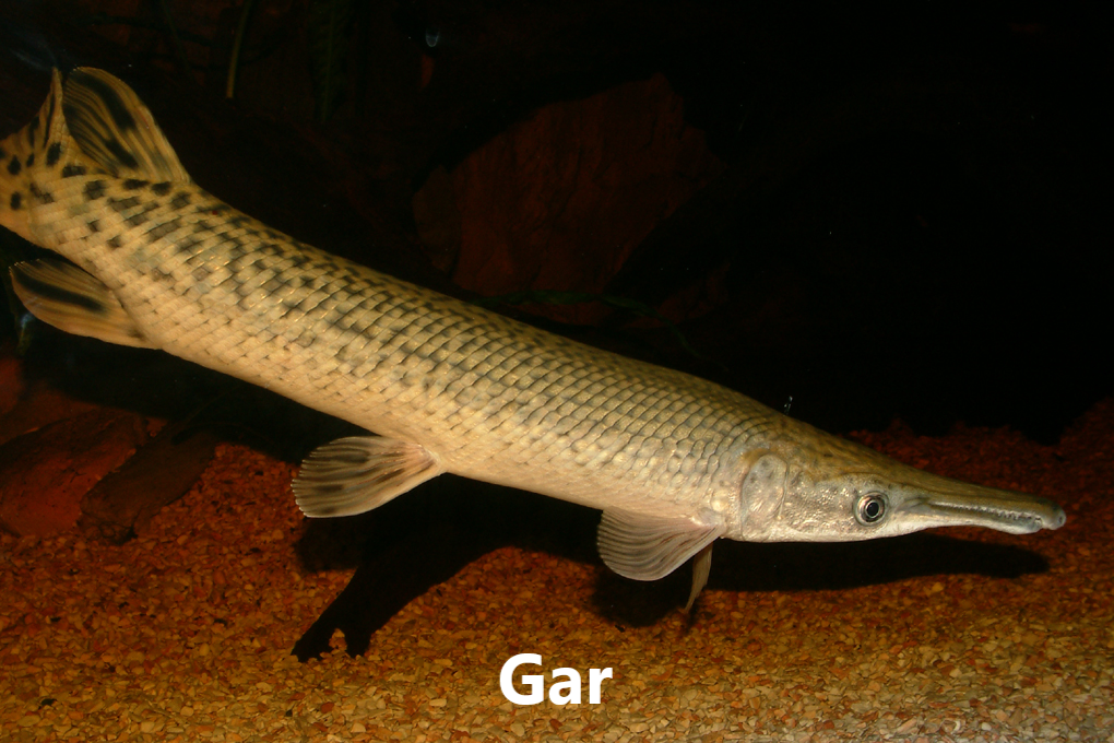 Ránfiskar