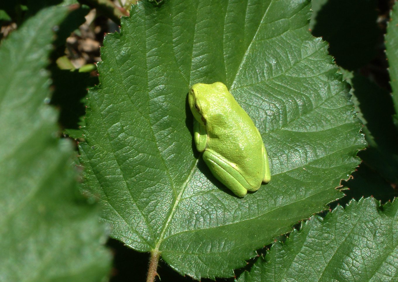Hyla arborea