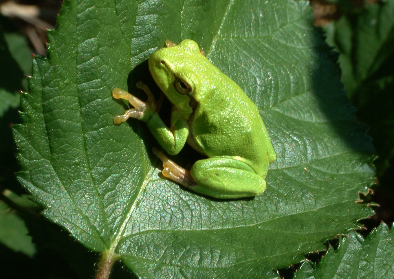 Hyla arborea