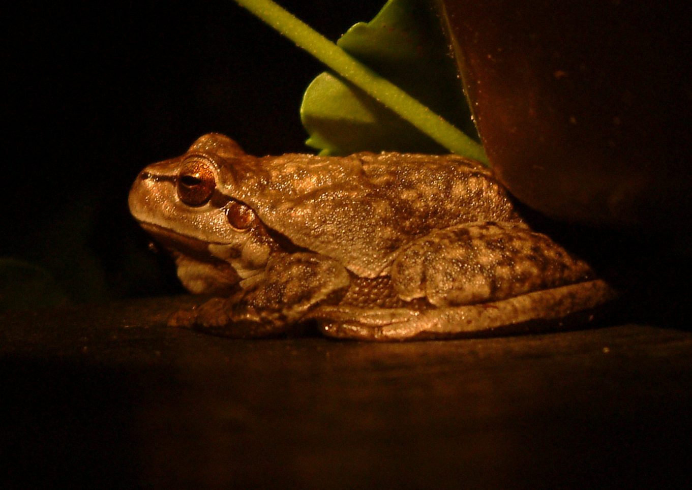 Hyla arborea