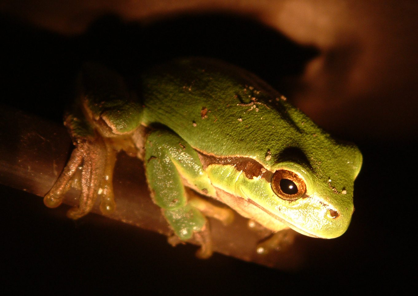 Hyla arborea