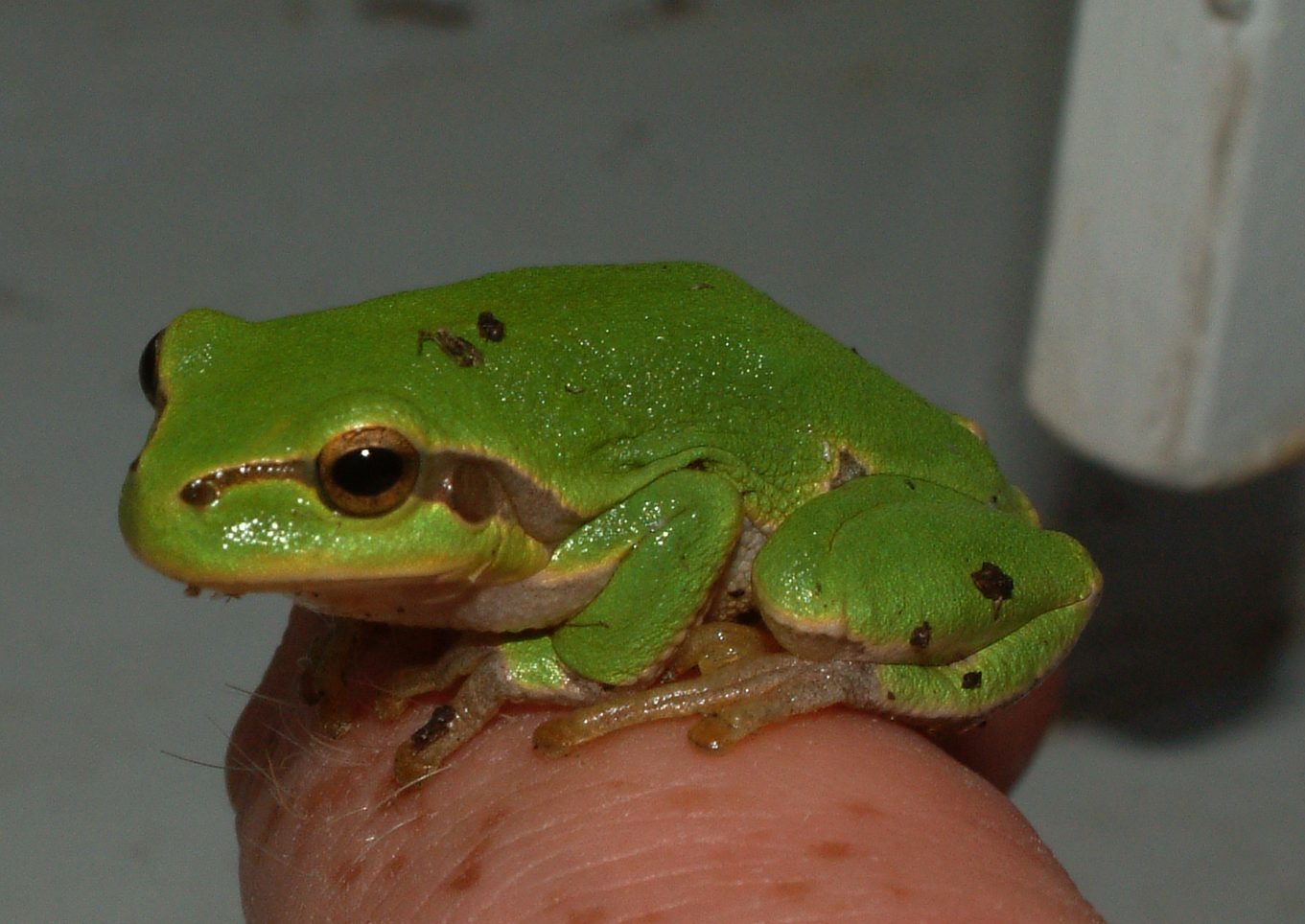 Hyla arborea