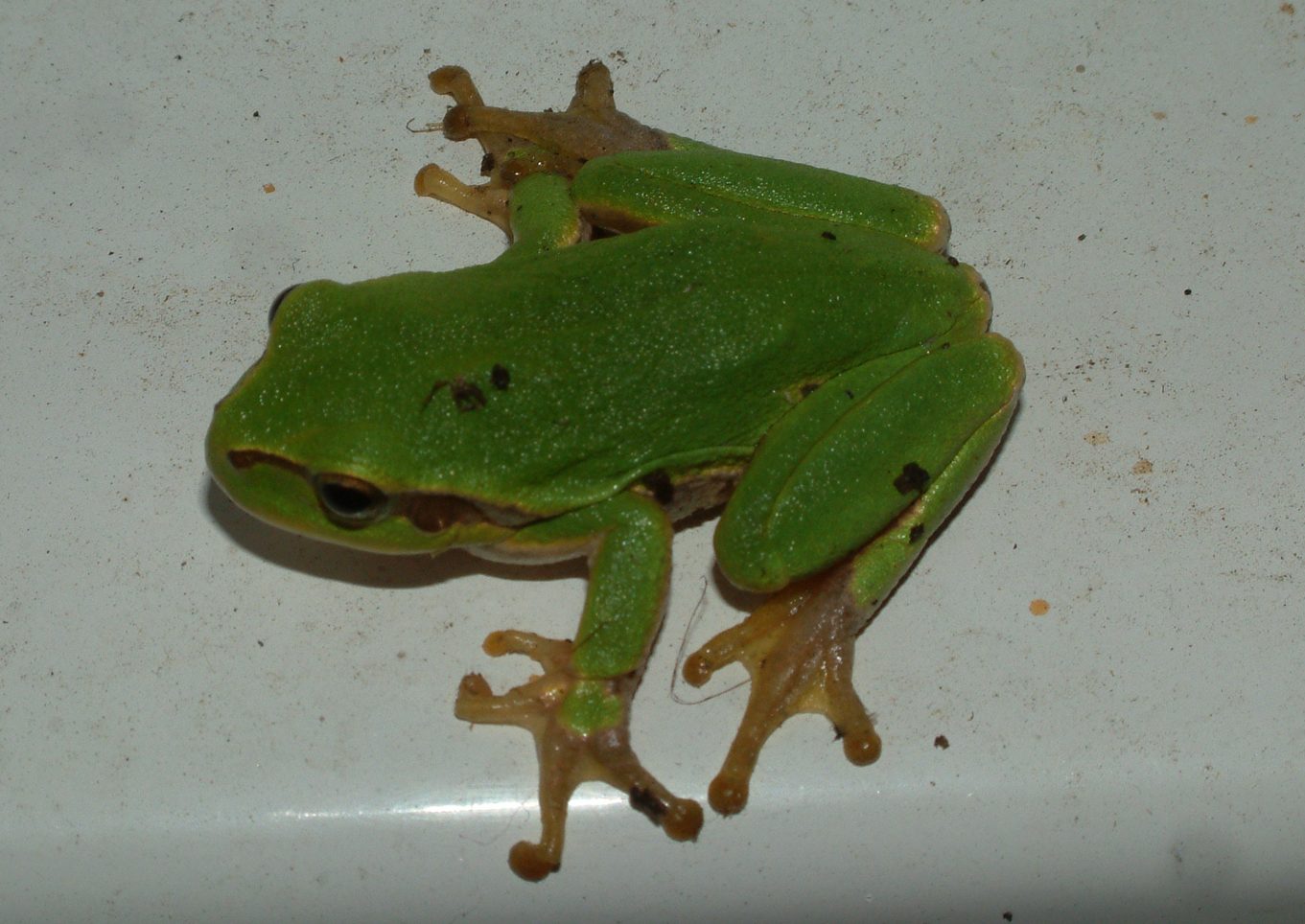 Hyla arborea
