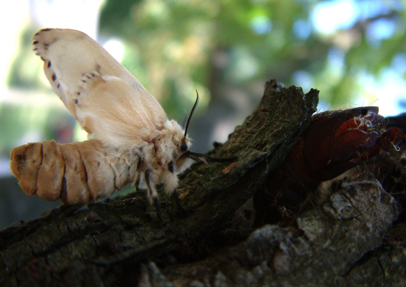 Lymantria dispar dispar