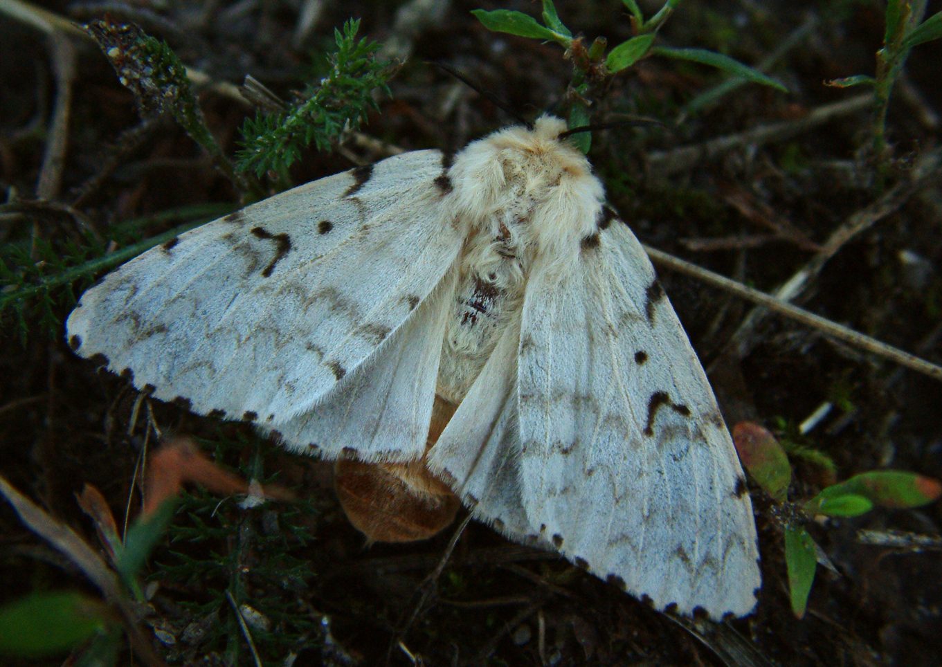 Lymantria dispar dispar
