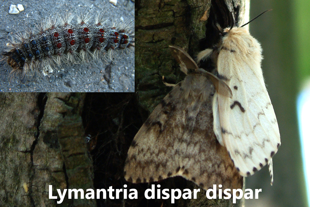 Næturfiðrildi moths