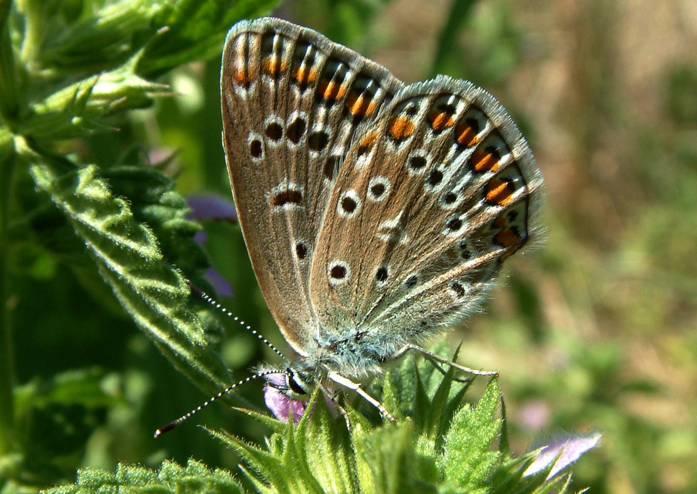 Polyommatus icarus