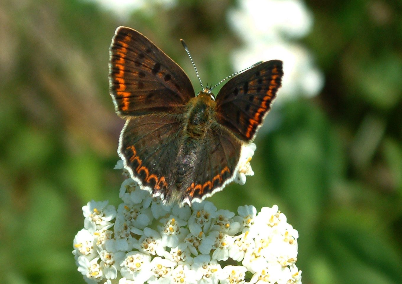 Polyommatus icarus