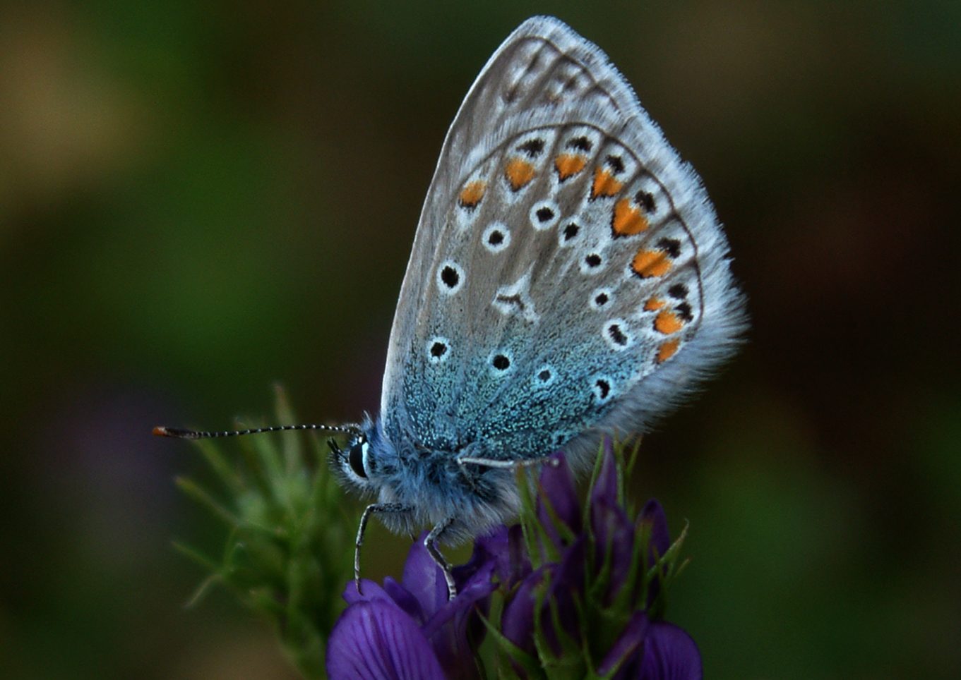 Polyommatus icarus