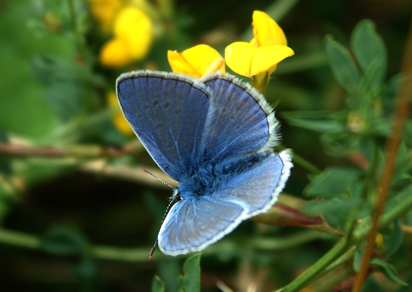 Polyommatus icarus