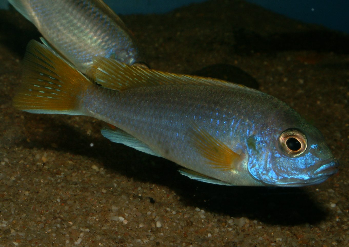 Pseudotropheus acei