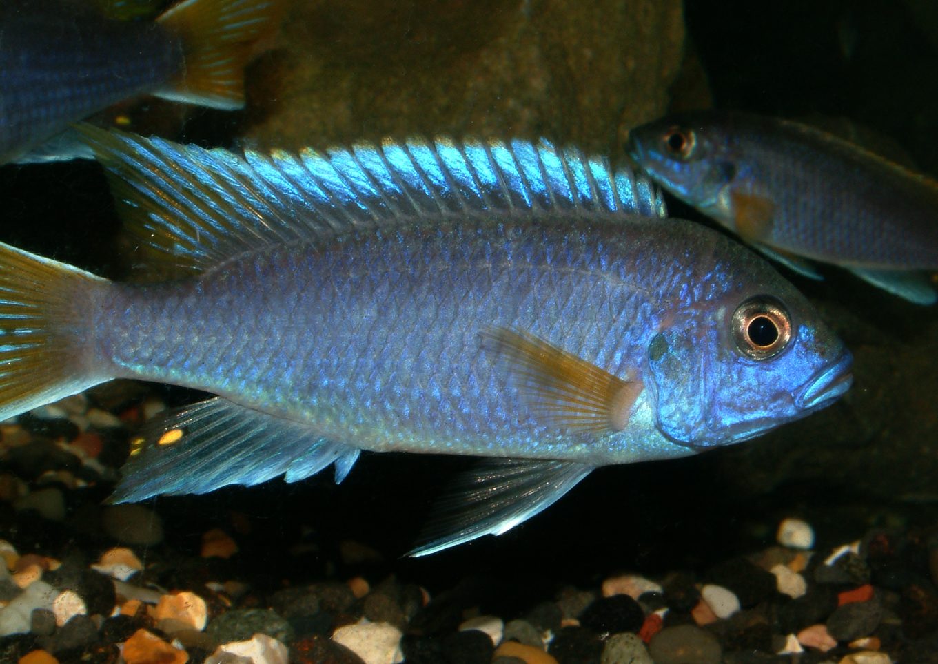 Pseudotropheus acei