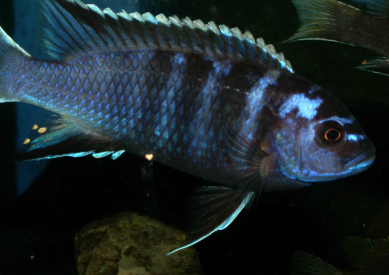 Pseudotropheus acei Ngara