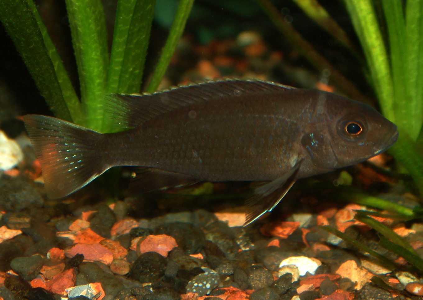 Pseudotropheus acei Ngara