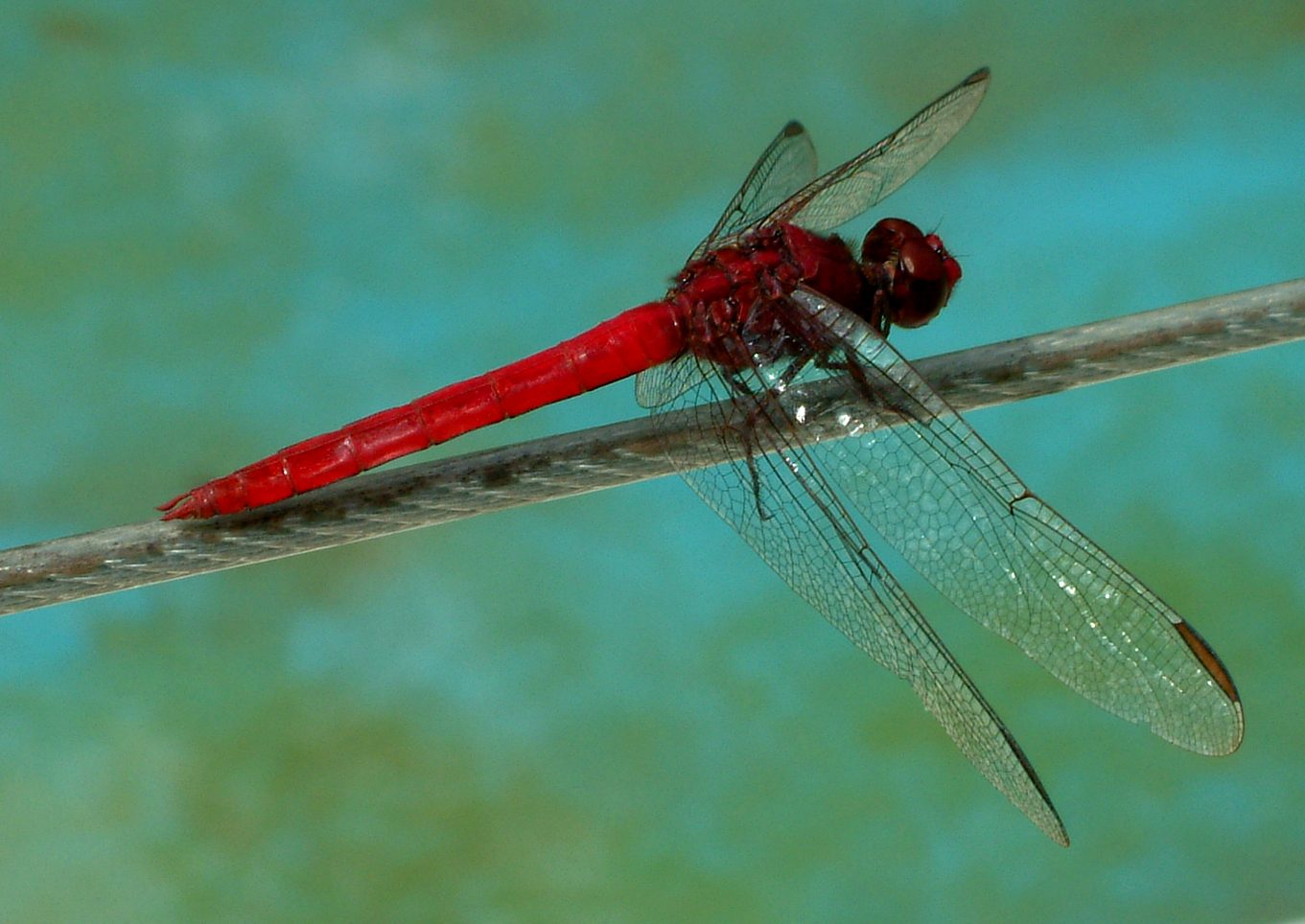 Drekafluga Dominican