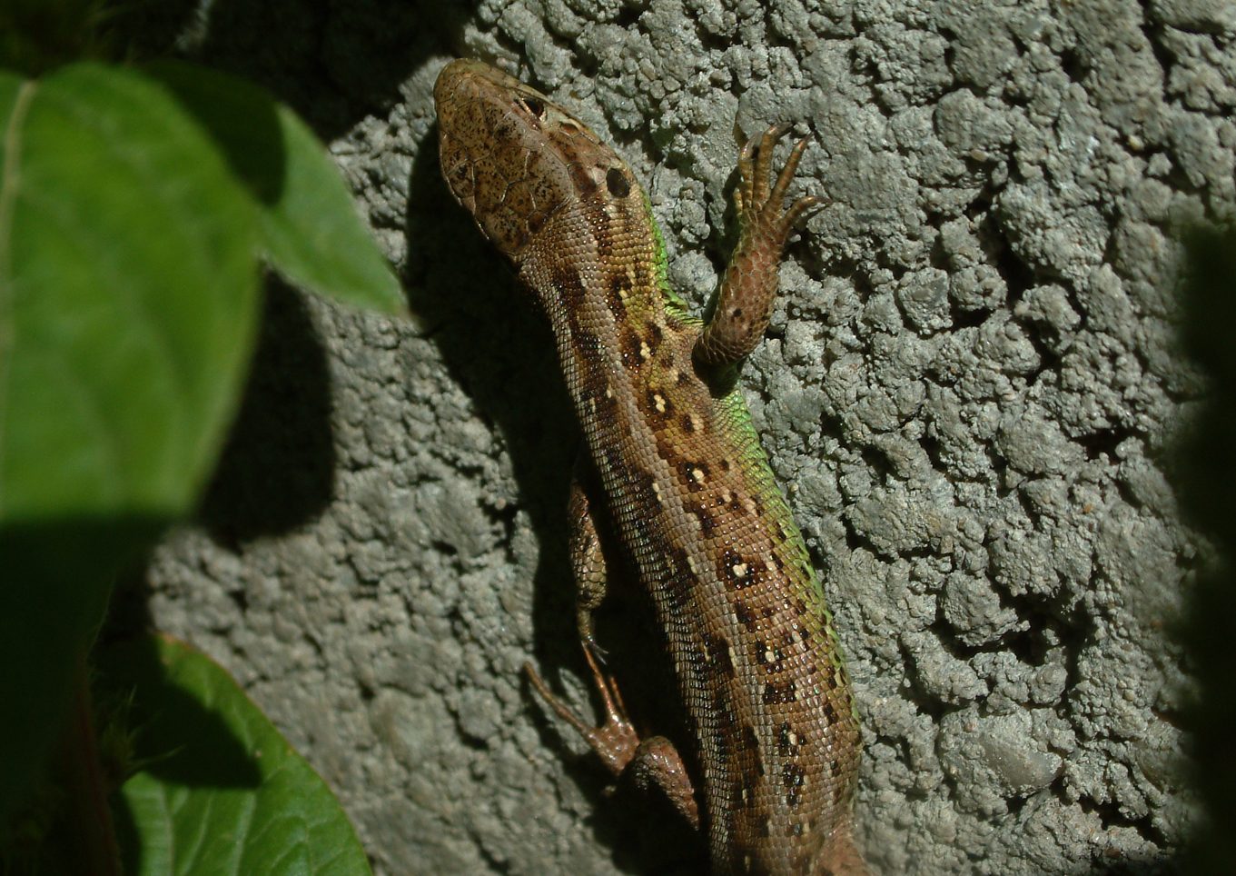 Lacerta agilis